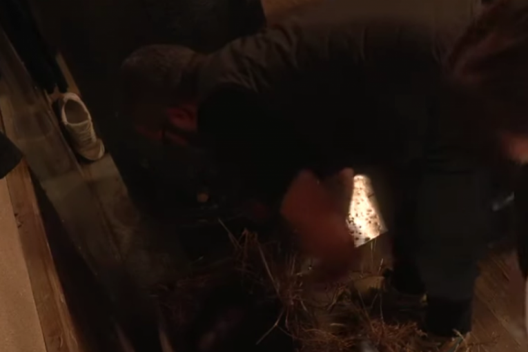 Farma 8 koza rodila jariće