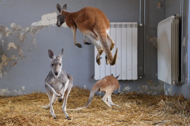PRONAĐEN KENGUR SIDNI! Pobegao iz zoo vrta, celu noć ga tražilo 90 ljudi!