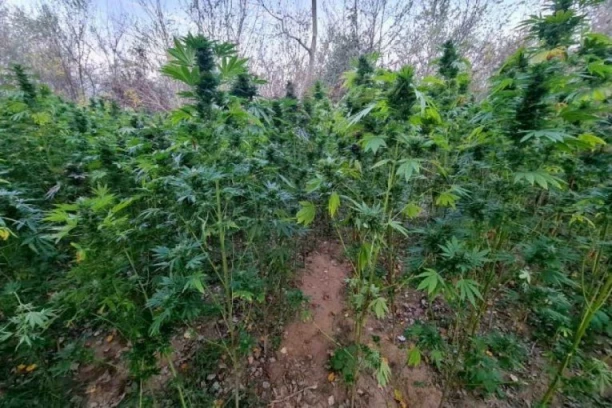 ŠOK U KOMŠILUKU: Otkrivena plantaža KANABISA u 20 tunela starog rudnika! Troje već uhapšeno, očekuje se potpuni haos