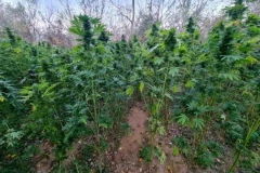 ŠOK U KOMŠILUKU: Otkrivena plantaža KANABISA u 20 tunela starog rudnika! Troje već uhapšeno, očekuje se potpuni haos