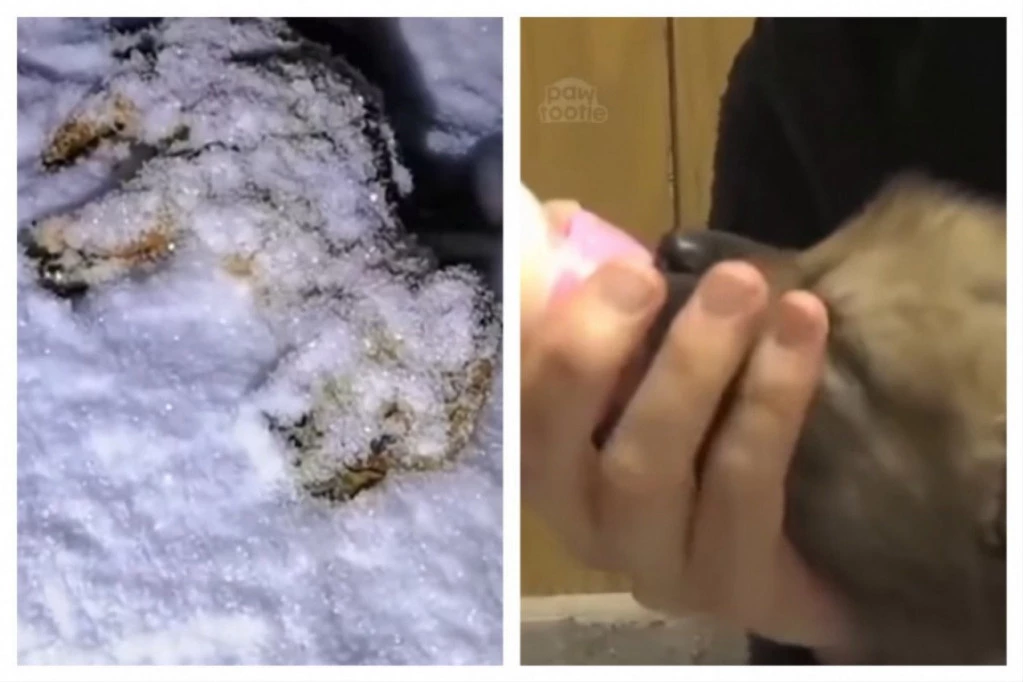 NAŠLA JE GOTOVO ZALEĐENU ŽIVOTINJU U SNEGU, spasla je i zavolela više od svega! Posle nekoliko meseci je otvorila vrata i shvatila šta je uradila! (VIDEO)