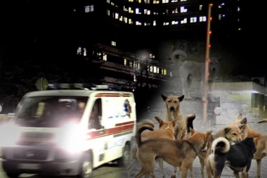 HOROR U ŽARKOVU! Psi izujedali ženu, krv na sve strane