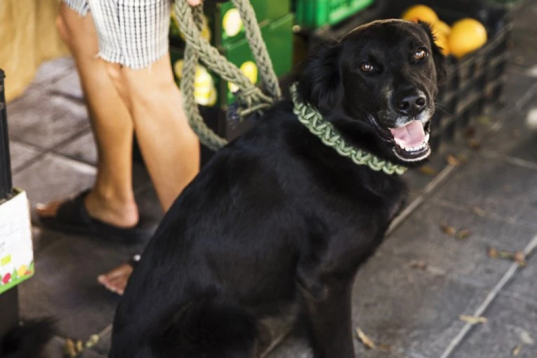 PAS DONEO LJUDSKU GLAVU U DVORIŠTE: Policija traga za telom, komšiluk u panici, "MNOGI LJUDI SE PLAŠE"