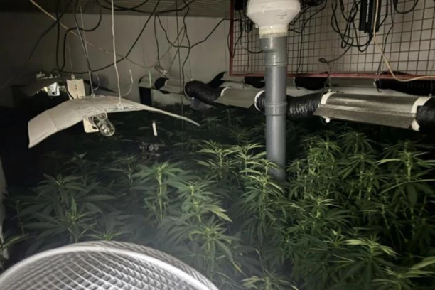 TAJNA LABORATORIJA DROGE U KUĆI! Biljke kanabisa visoke dva metra!