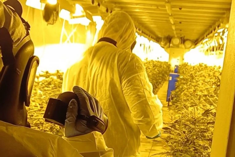 OTKRIVENA ILEGALNA LABORATORIJA ZA UZGOJ MARIHUANE KOD NOVOG BEČEJA! Pronađeno oko 300 stabljika kanabisa, ali ne samo to! (FOTO)