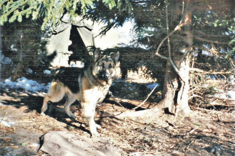 Lister, odani pratilac graničara