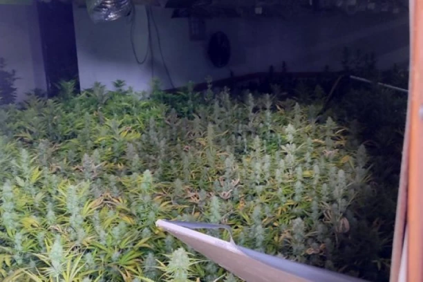 U ČURUGU OTKRIVENA LABORATORIJA ZA UZGOJ MARIHUANE! Novosađanin iza rešetaka!