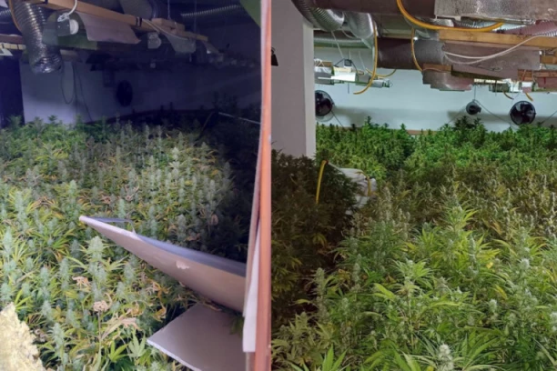 KOD DESPOTOVCA OTKRIVENA PLANTAŽA MARIHUANE! Policija i UKP upali i našli brdo droge i čitavu aparaturu za uzgoj opojnog narkotika! (FOTO+VIDEO)