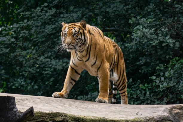 UBIO S LEĐA LOKALNOG POLITIČARA! U Rusiji likvidiran amurski tigar dok se spremao za još jedan smrtonosni napad!
