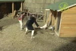 SITUACIJA JE IZMAKLA KONTROLI! Kokoške i guske napravile haos na imanju u Šimanovcima - HIT SCENA! (GALERIJA)