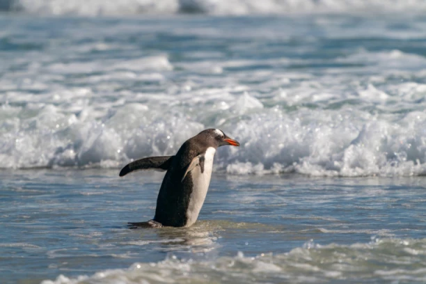 BIZARNO! Pingvin srušio helikopter! NI KRIV NI DUŽAN IZAZVAO NESREĆU!