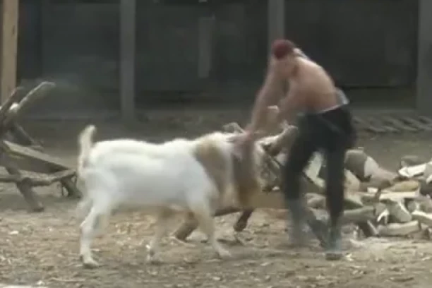 ŽIVOTINJA NASRNULA NA UČESNIKA RIJALITIJA! Opsadno stanje, gledaju kako da mu pomognu! (VIDEO)