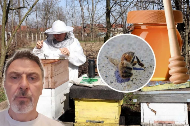 MISTERIOZNI FENOMEN DIGAO NA NOGE CEO SVET! Pomor pčela, u SRBIJI UGINULO i do 90 ODSTO!
