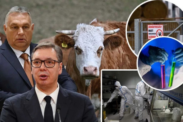 BIOLOŠKI UDAR NA SRBIJU I MAĐARSKU! Slinavka i šap pušteni iz epruvete!