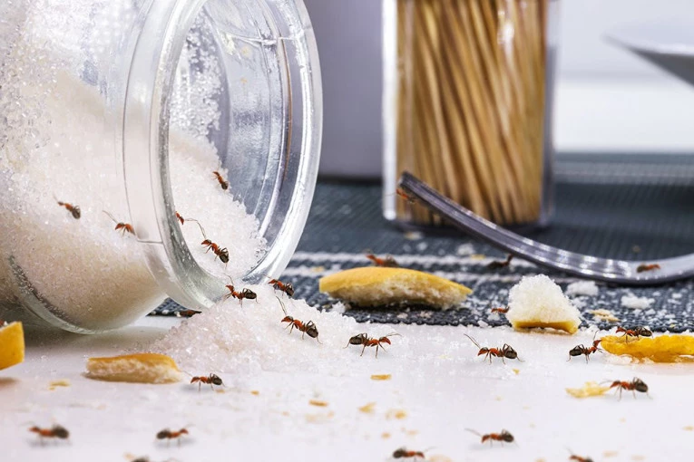 POKUŠALI DA PROŠVERCUJU... MRAVE! Kada čujete koliko se za njih plaća po komadu neće vam biti smešno (VIDEO)