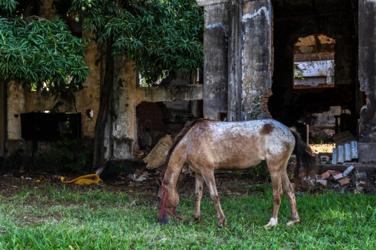 STRAVIČNI SNIMCI IŽIVLJAVANJA NAD ŽIVOTINJAMA: Rutinski ih muče, tuku izgladnjuju i na kraju OSTAVLJAJU DA UGINU U SMEĆU (UZNEMIRUJUĆI SNIMCI)