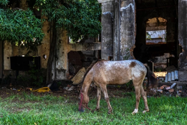 STRAVIČNI SNIMCI IŽIVLJAVANJA NAD ŽIVOTINJAMA: Rutinski ih muče, tuku izgladnjuju i na kraju OSTAVLJAJU DA UGINU U SMEĆU (UZNEMIRUJUĆI SNIMCI)