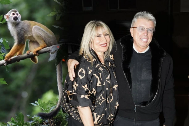 ZBOG ČEGA JE SAŠA POPOVIĆ SUZANI KUPIO MAJMUNA?! U domu tada izbio haos!