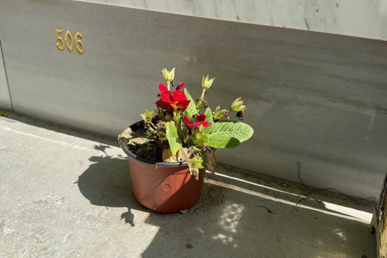 Spomenik Bojane Janković