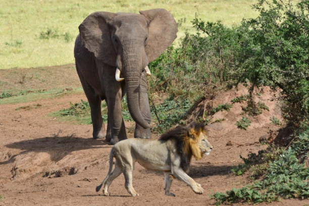 DVE STRAVIČNE SMRTI U DVA DANA: Devojčicu (14) ubio lav, muškarca (54) slon