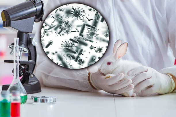 SMRTONOSNI VIRUS UBIJA ZEČEVE ŠIROM EVROPE: Stručnjaci sada apeluju na vlasnike kućnih ljubimaca, OVE STVARI SU OBAVEZNE