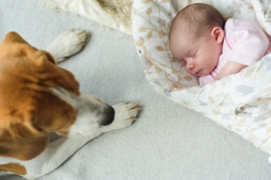 MAMA JE DOŠLA IZ PORODILIŠTA I SPUSTILA BEBU OD 3 DANA NA KREVET: Pas je u sekundi skočio na dete, majka je VRISNULA i zgrabila životnju! (VIDEO)