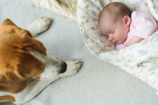 MAMA JE DOŠLA IZ PORODILIŠTA I SPUSTILA BEBU OD 3 DANA NA KREVET: Pas je u sekundi skočio na dete, majka je VRISNULA i zgrabila životnju! (VIDEO)