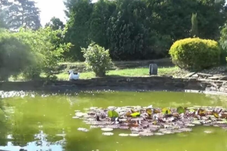 Vikendica Kristine Radenković