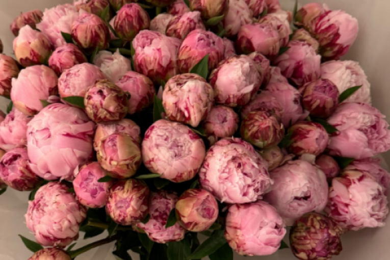 Rođendan Milice Mitrović