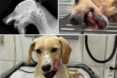 BRUTALNO PRETUČENO ŠTENE: Polomljena mu vilica - jedva preživelo! Horor u Prijepolju! (UZNEMIRUJUĆE)