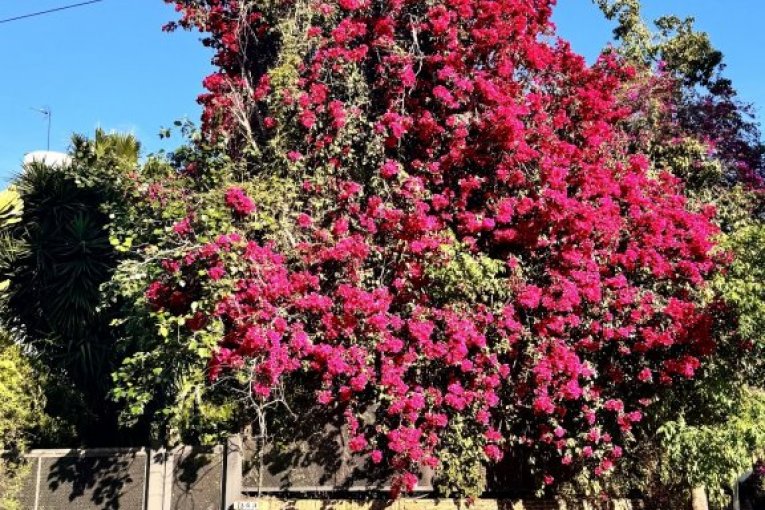 Anastasija Ražnatović Instagram