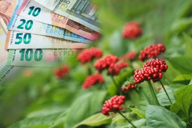 KILOGRAM OVE BILJKE KOŠTA I DO NEKOLIKO HILJADA EVRA! Uspeva i u Srbiji, a poznata je po lekovitom svojstvu