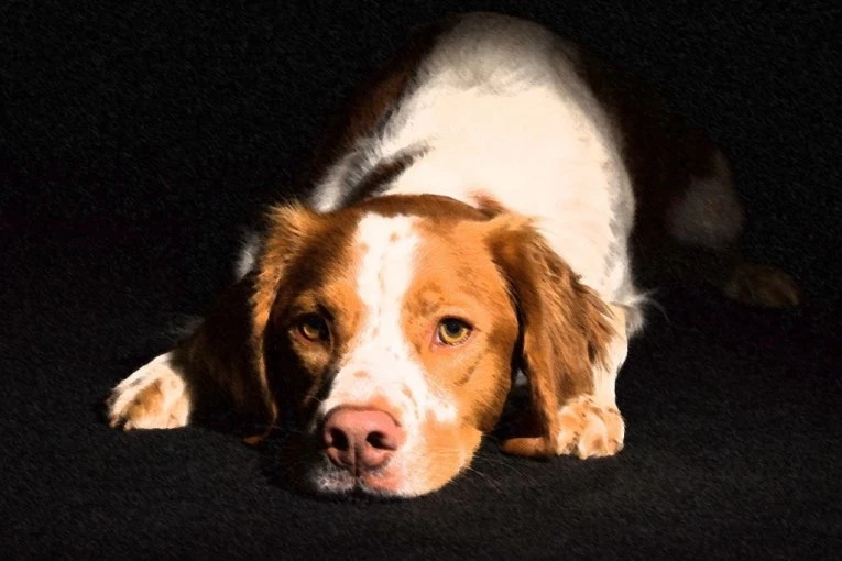 HAOS U IZRAELU! Vaspitačica dovela u vrtić psa zaraženog besnilom! NAPAO PETORO DECE I ČETVORO ODRASLIH!