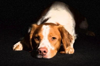 HAOS U IZRAELU! Vaspitačica dovela u vrtić psa zaraženog besnilom! NAPAO PETORO DECE I ČETVORO ODRASLIH!