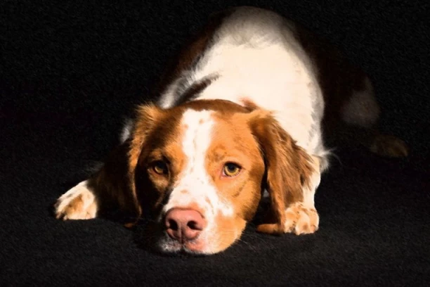 HAOS U IZRAELU! Vaspitačica dovela u vrtić psa zaraženog besnilom! NAPAO PETORO DECE I ČETVORO ODRASLIH!