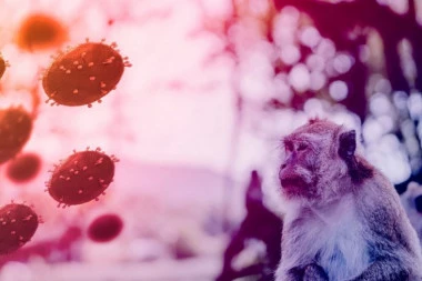 MAJMUNSKE BOGINJE PRETE SRBIJI! Evo kako da ih prepoznate, kako se PRENOSE, ali i kako se leče!