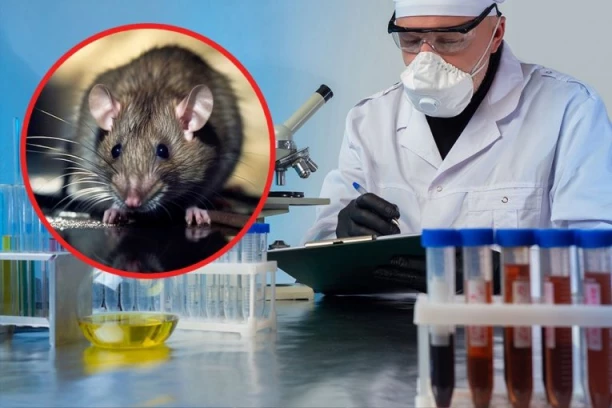 UŽASNA ZARAZA DIVLJA REGIONOM! Prenose je glodari, simptomi variraju od glavobolje do meningitisa, a može doći i do SMRTI