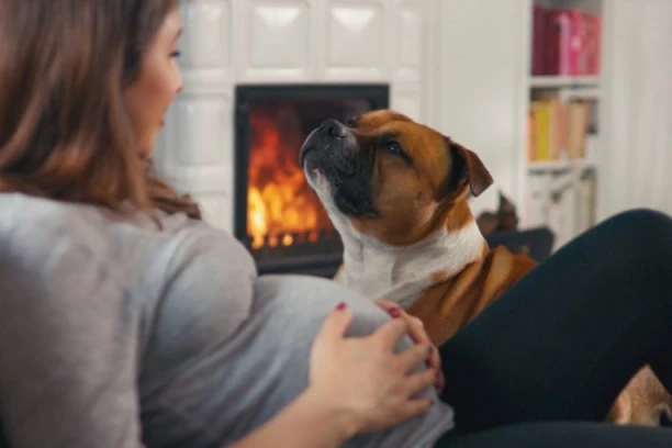 TRUDNICA JE MIRNO SPAVALA KAD JE PAS SKOČIO NA NJU: Lajao je, vukao pokrivač - drama je usledila kad je shvatila šta se dešava!