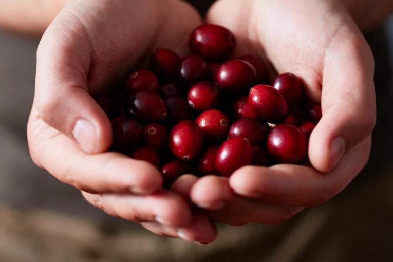 MALE, ALI VEOMA MOĆNE, ČUVAJU MOZAK I SRCE, A SKORO SVI IH ZAOBILAZE: Ovo voće je pravo blago, preporučuje se kao prevencija protiv demencije