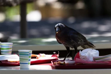 KRADU UŽINU DECI, PIJU VODU SA ČESME, OTVARAJU KANTE ZA ĐUBRE: Zašto su pitice u gradu počele da se ponašaju ovako neobično?