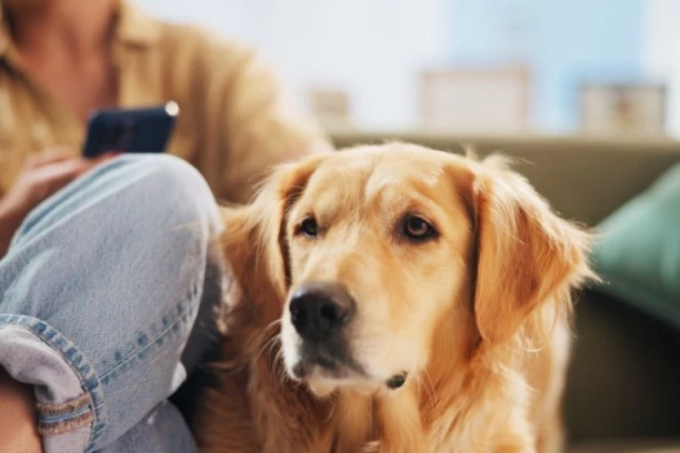 OZBILJNA KOMPANIJA ZAPOSLILA PSA! Proglasili ga i direktorom, a evo KAKVE SU MU DUŽNOSTI PREMA PODREĐENIMA