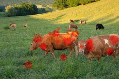 ZAKLJUČAVAJU FARME, VLADA OZBILJAN STRAH! Širi se strašna ZARAZA u BiH - životinje stradaju, ali su i ljudi u velikoj opasnosti!