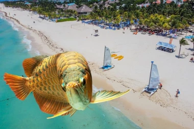 GRČKOM HARA RIBA OTROVNICA! Njen ubod izaziva stravične bolove, a može da dovede i do infarkta - Srbi u panici