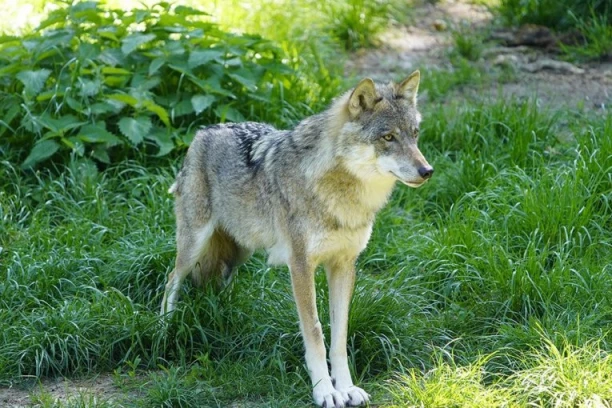 OVO SRPSKO SELO TERORIŠU VUKOVI! Meštani u strahu, zveri usred dana dolaze do kuća: "UPOZORIO SAM SVE KOMŠIJE"