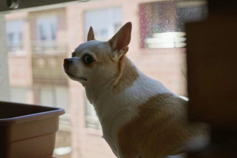 KRENULA JE NA POSAO KADA JE UGLEDALA SVOG PSA KAKO ŠEPA: Primetila je da ima povređeno i oko, a onda je izgovorila jednu jedinu reč i otkrila njegovu PREVARU! (VIDEO)