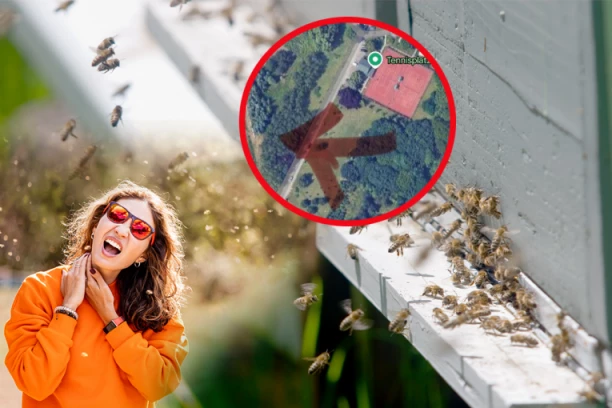 PČELARSKA MAFIJA HARA KOŠUTNJAKOM Ako šetate s decom, nek vam je Bog u pomoći!