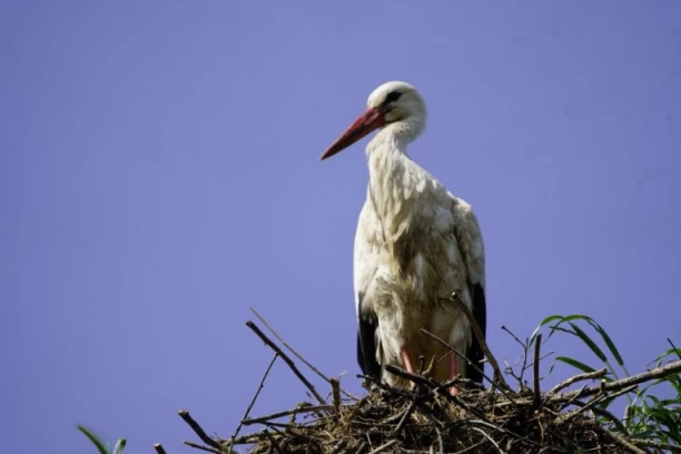 FOTOGRAFIJA GODINE U SRBIJI! Mesto gde je roda napravila gnezdo nosi simboličnu poruku: "BOG JE ČUVA" (FOTO)