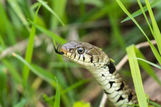 ZMIJE OTROVNICE TERORIŠU OVAJ SRPSKI GRAD! Već osam osoba hospitalizovano, govori se o "POLUDELOSTI" TOKSIČNIH GMIZAVACA