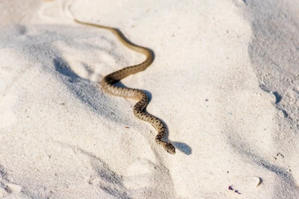 NAJEZDA ZMIJA U POPULARNOM LETOVALIŠTU - Turisti u panici: "NEVEROVATNO KOLIKO IH IMA! STRAH ME DA UĐEM U VODU!"