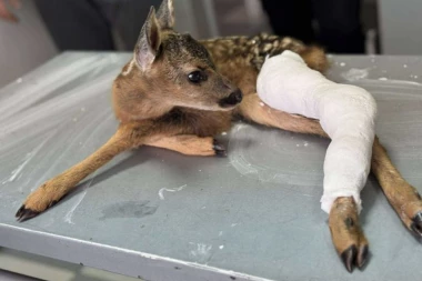 ORTOPED IZ PLJEVALJA IMAO NEOBIČNOG PACIJENTA:  Tokom kosidbe pronašli povređeno lane, niko drugi nije mogao da mu pomogne